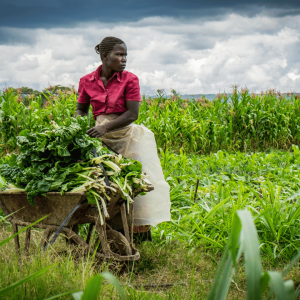 Kenyan agricultural farmer tending crops: Representing the thriving agricultural sector in Kenya, offering business opportunities in the Kenya-EU trade deal with Multilines International.