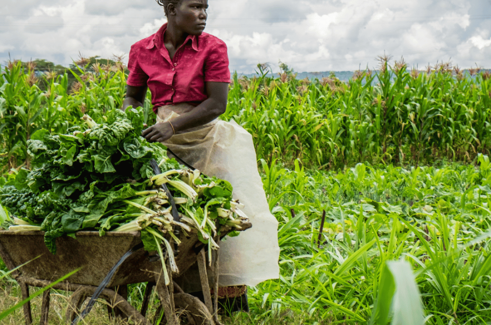 Kenyan agricultural farmer tending crops: Representing the thriving agricultural sector in Kenya, offering business opportunities in the Kenya-EU trade deal with Multilines International.